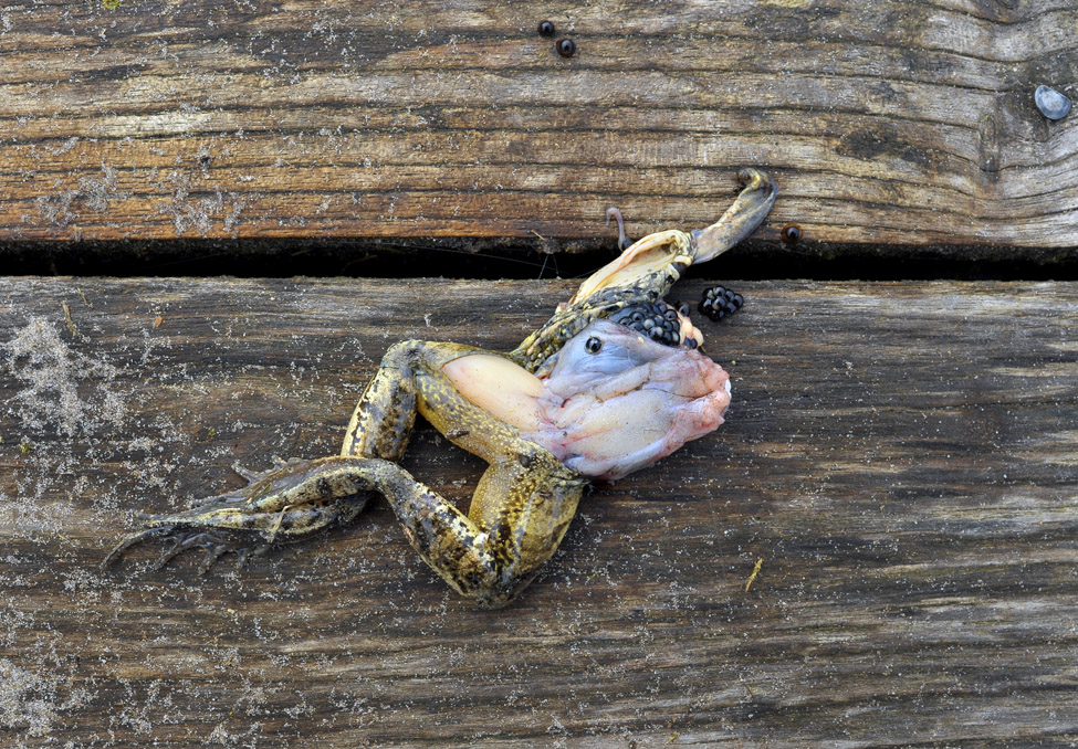 kikker de moer 03-2011 5005-