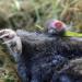 mol (talpa europaea) 9-2024 1456