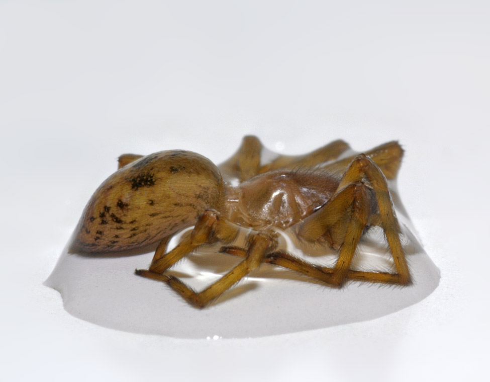 verdronken spin 6534