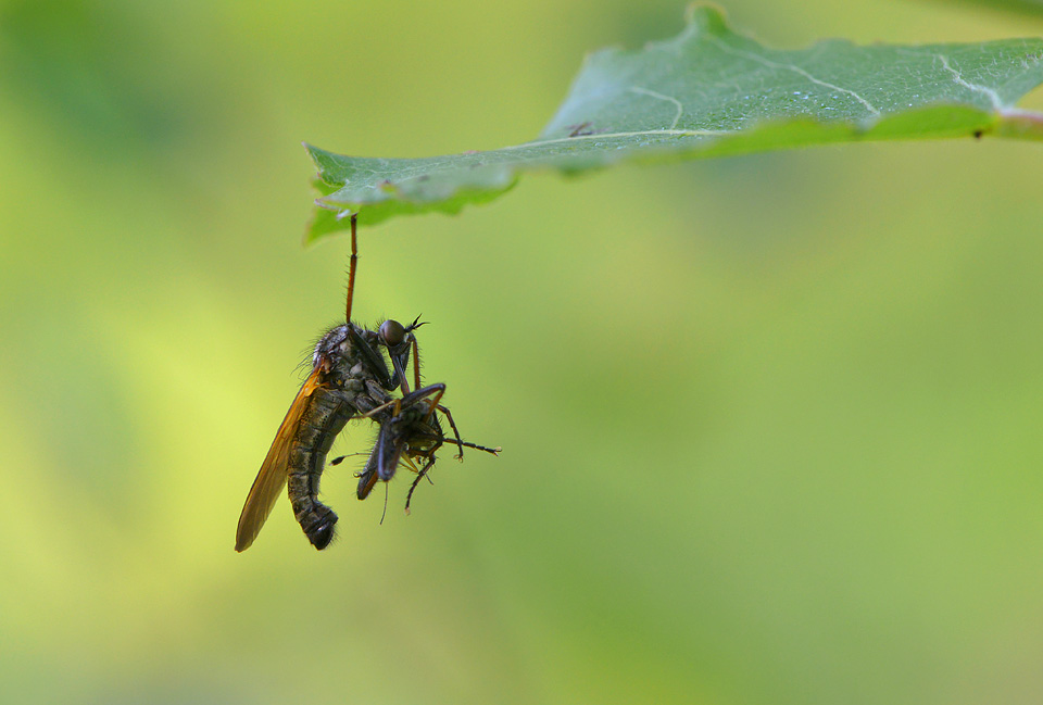 Grote dansvlieg (Empis tesselata) 5-2014 9663