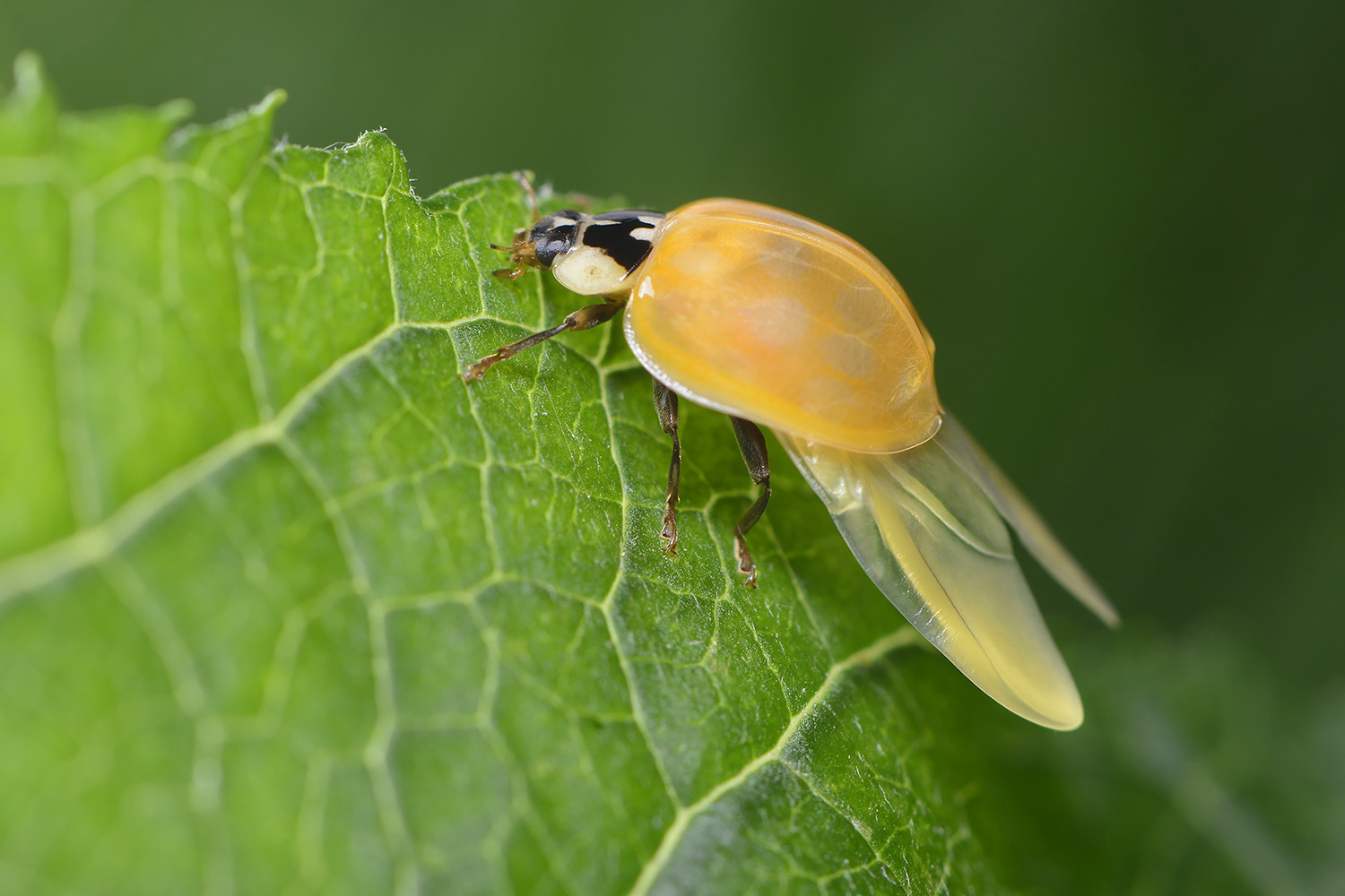 aziatisch lieveheersbeestje (harmonia axyridis) 6-2022 3718