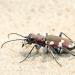 basterdzandloopkever (cicindela hybrida) 8-2008 2444