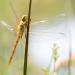 beekoeverlibel (Orthetrum coerulescens) 6-2018 4351