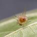 bladluismummie van discritulus planiceps 6-2015 2798