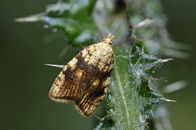 bladroller (tortricidae sp.) 05-2011 7446