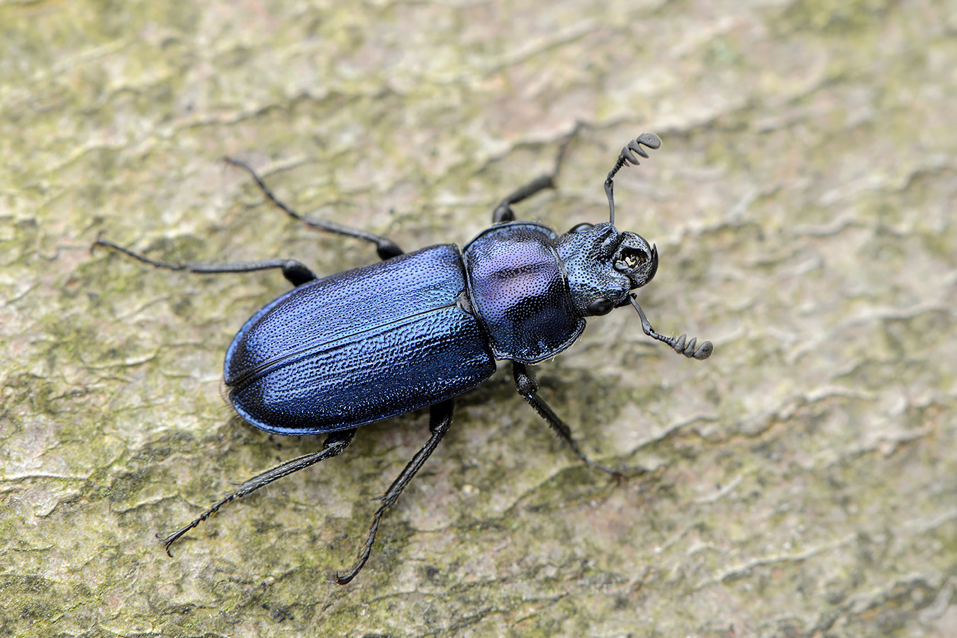 blauw vliegend hert 5-2023 (Platycerus caraboides) 8103