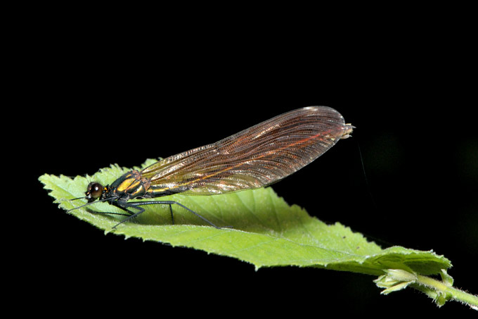 bosbeekjuffer (calopteryx virgo)