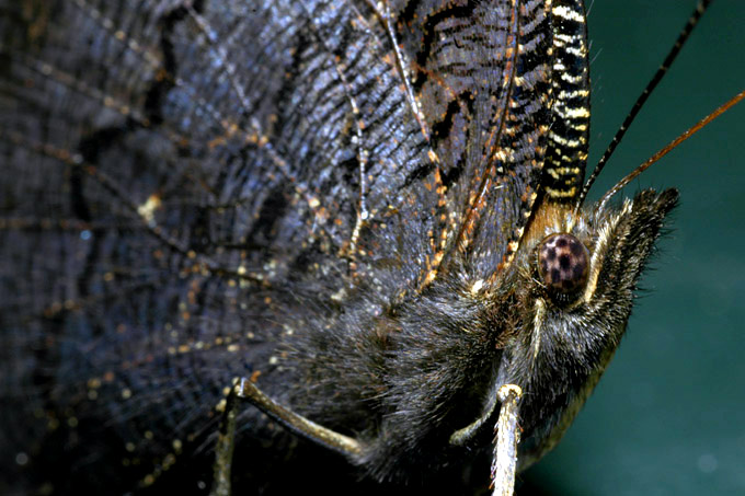 dagpauwoog (inachis io)