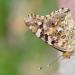 distelvlinder (Vanessa cardui) 7-2016 1849