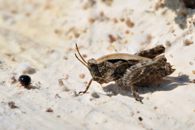 doornsprinkhaan (tetrix undulata)