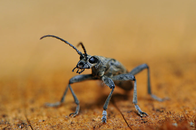 eikebok (rhagium mordax)