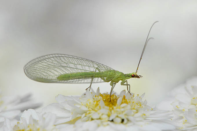 gaasvlieg (chrysopa septempunctata) 06-2011 8300