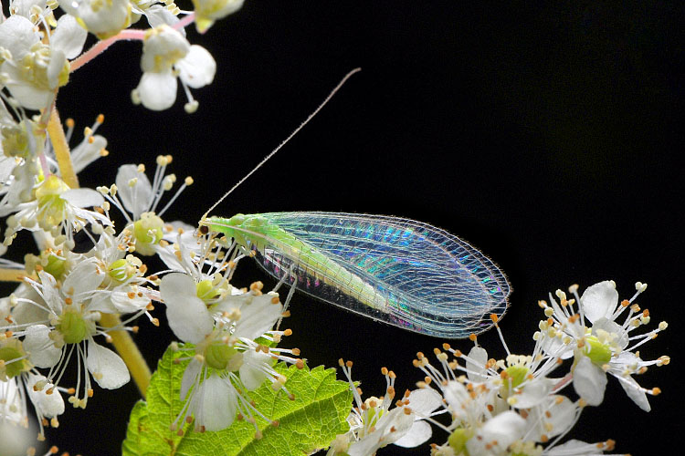 gaasvlieg (chrysopa septempunctata) 7-2012 9517