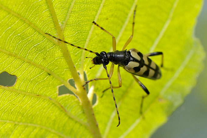 gevlekte smalbok (strangalia maculata)
