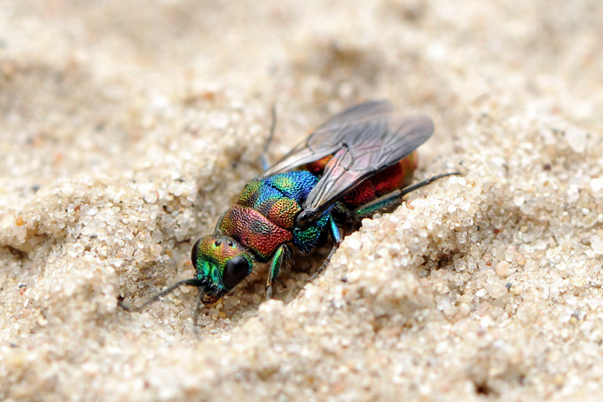 goudwesp (chrysis ignita)