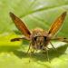 groot dikkopje (ochiodes venata) 06-2011 8410