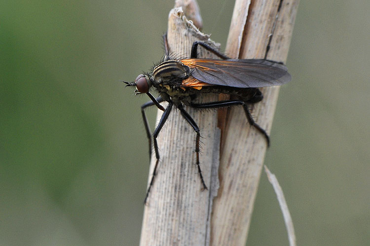 grote dansvlieg (empis tessellata) 5-2012 8402