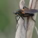 grote dansvlieg (empis tessellata) 5-2012 8402