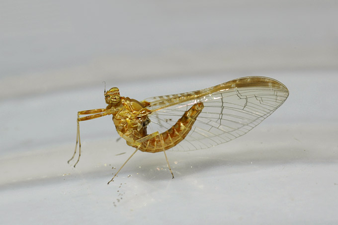 haft (ephemeroptera sp)