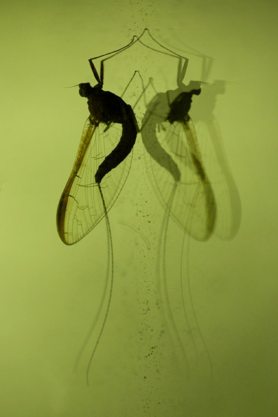 haft (ephemeroptera sp)