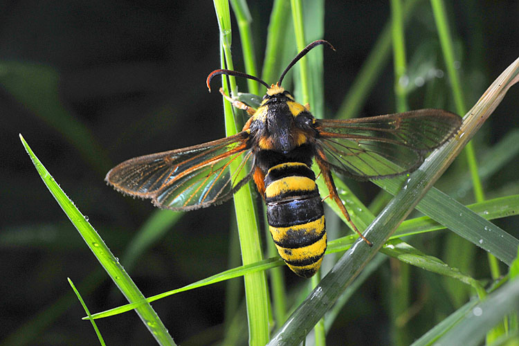 horzelvlinder (hoornaarvlinder sesia apiformis) 7-2012 9552
