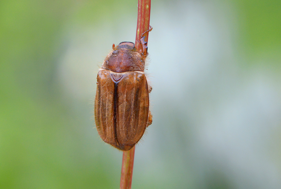 junikever 6-2015 2681