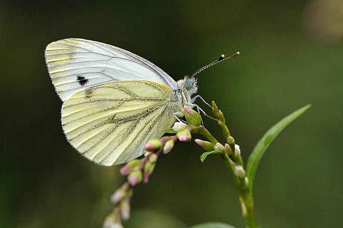 klein geaderd witje (pieris napi) 11-2011 1116