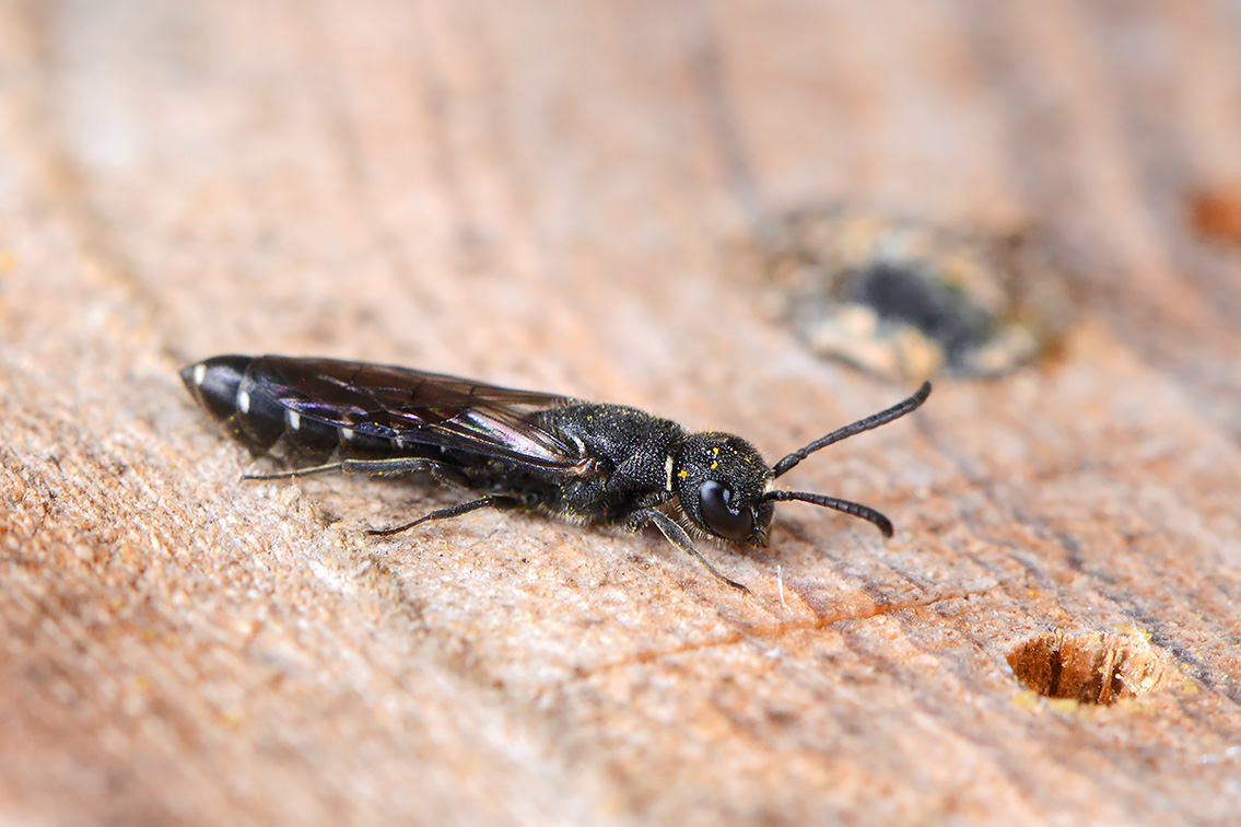kleine knotswesp (Sapygina decemguttata) 7-2021 7958