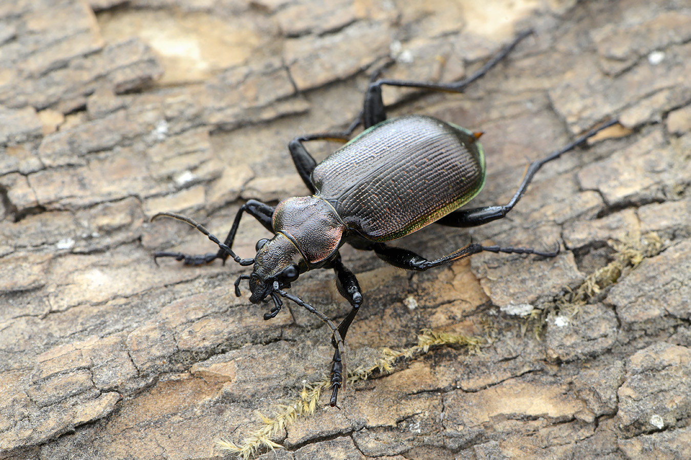 kleine poppenrover 5-2023 (Calosoma inquisitor) 8110