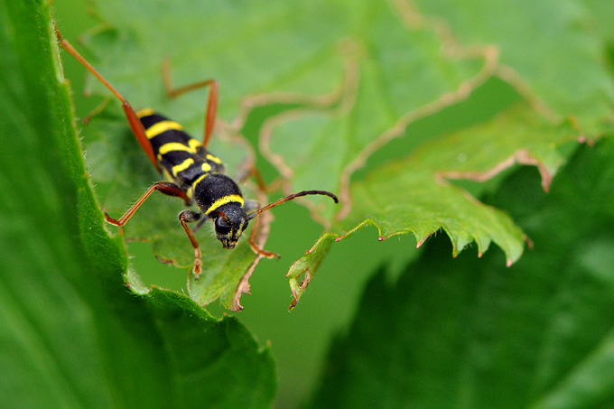 kleine wespebok (clytus arietis)