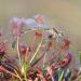 kleine zonnedauw (Drosera intermedia) 7-2020 2083-
