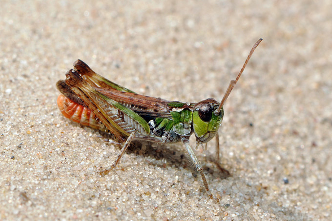knopsprietje (myrmeleotettix maculatus)