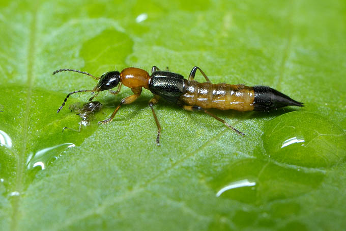 kortschildkever (paederus riparius) 06-2011 8672