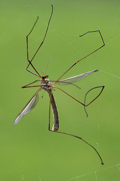 langpootmug (tipula oleracea) 11-2011 0979