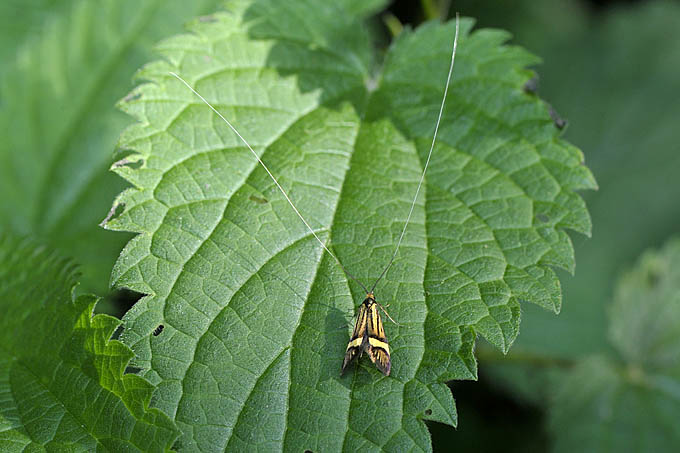 langsprietmot (nemophora degeerella) 05-2011 7192