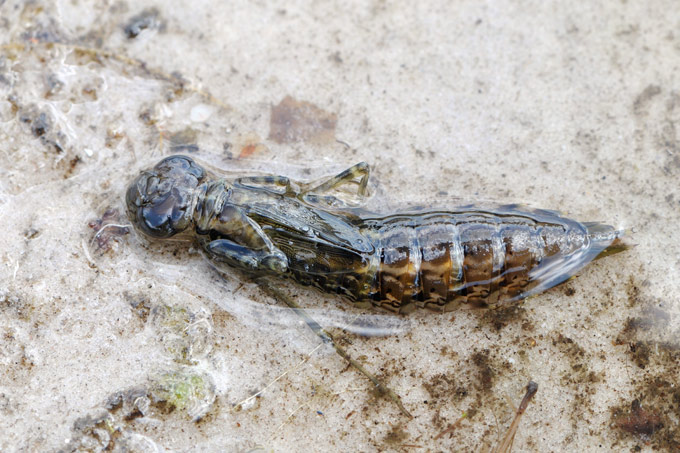 libelnymf (aeshna sp)