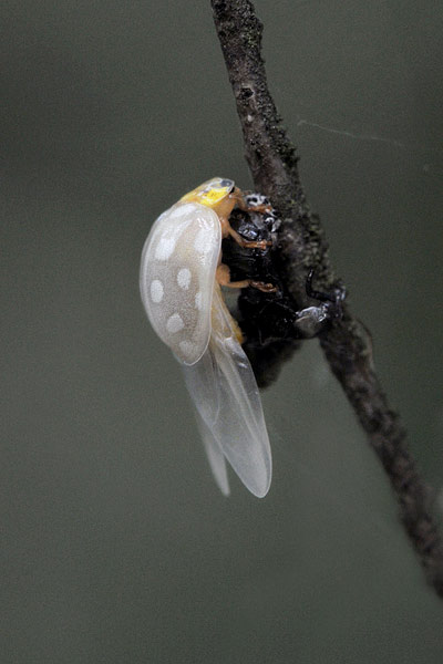 lieveheersbeestje (coccinella sp)
