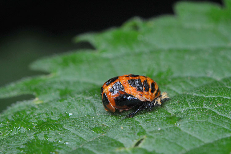 lieveheersbeestjes pop 7-2012 9515