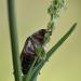 meikever (melolontha melolontha)