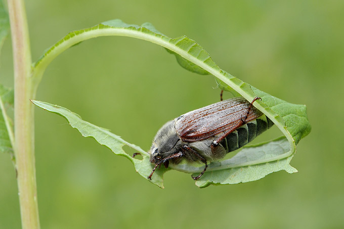 meikever (melolontha melolontha)