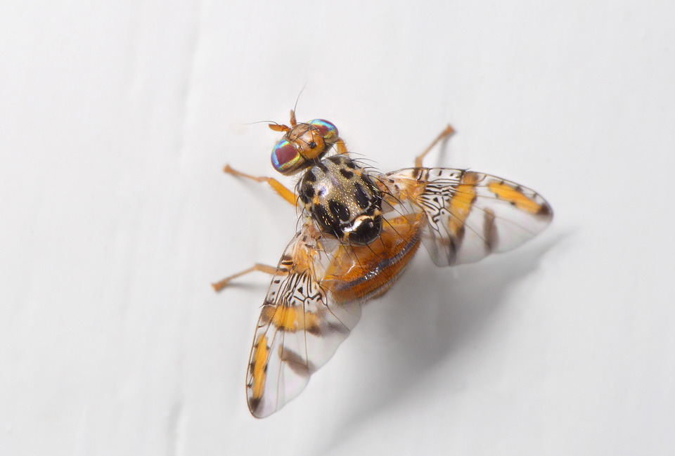 middellandse zeevlieg (Ceratitis capitata) 5-2014 9804