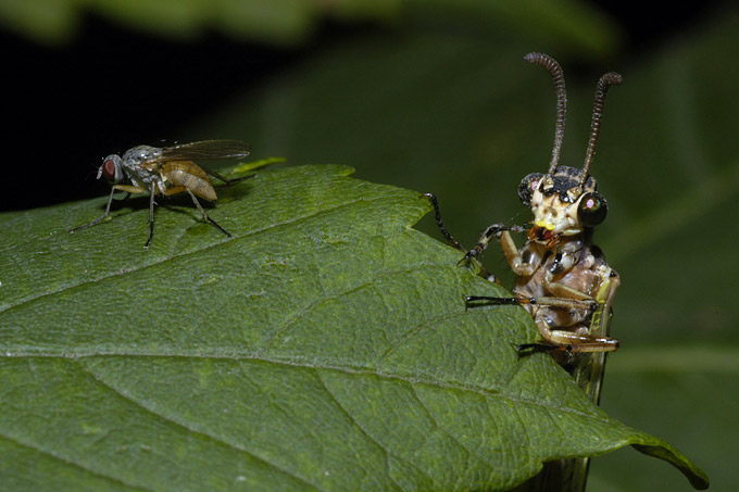 mierenleeuw (euroleon nostras)