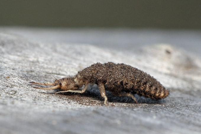 mierenleeuwlarve (euroleon nostras)