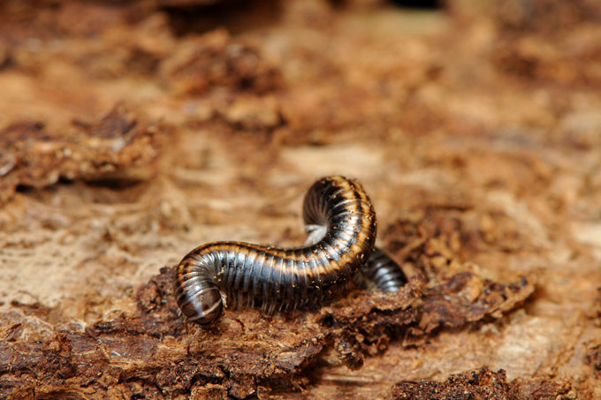 miljoenpoot (diplopoda sp)