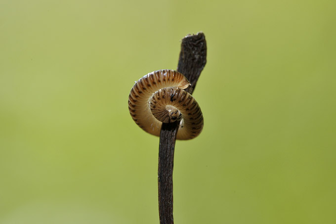 miljoenpoot (diplopoda sp)