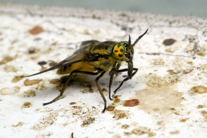 paardevlieg (chrysops-relictus)
