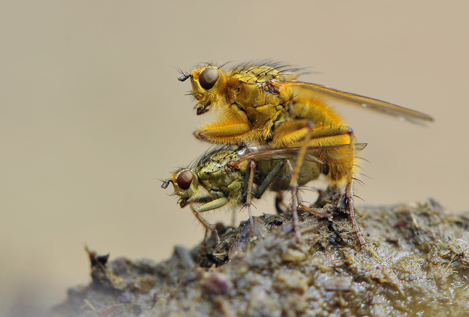 parende strontvliegen (scathophaga stercoraria) 5-2010 3185