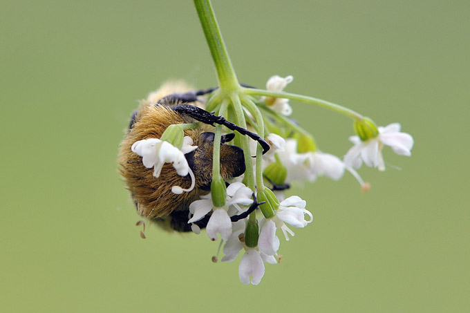 penseelkever (trichius fasciata) 4948