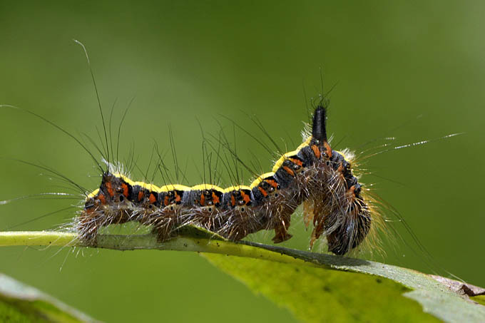 psi-uiltje (acronicta psi) 08-2011 0618