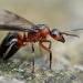 rode bosmier (formica rufa)